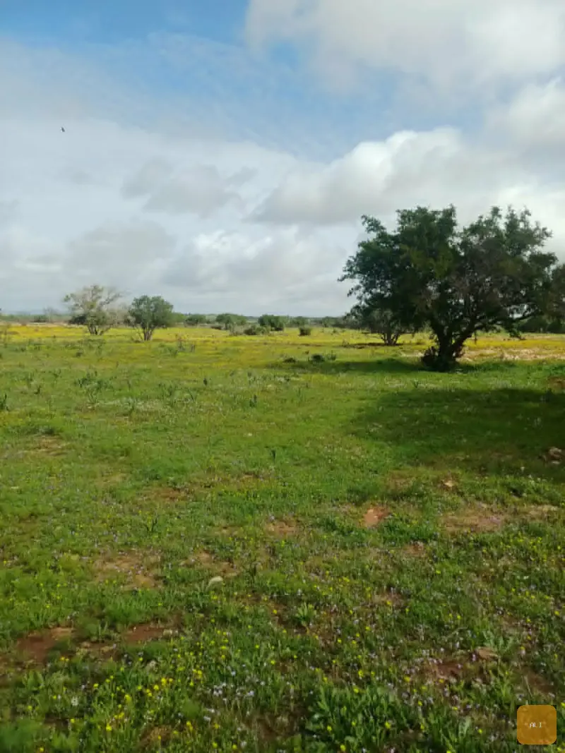 Terrain constructible campagne Essaouira