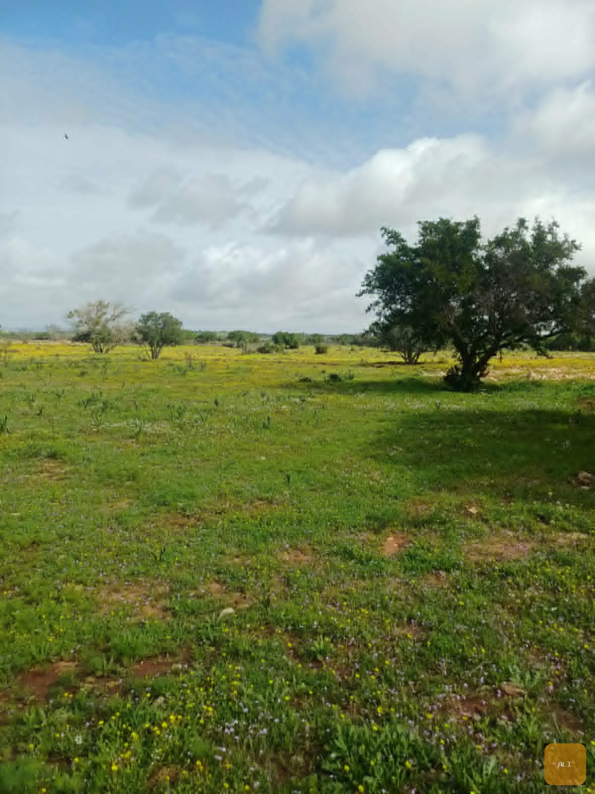 Terrain constructible campagne Essaouira